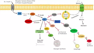 AKT Signaling Pathway | Regulation and Downstream Effects