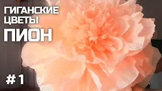 Ростовые цветы. Пион из бумаги. Часть I / Giant Flower | Giant Paper Peony | Part 1