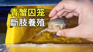 青蟹的單間養殖，不可思議的收穫