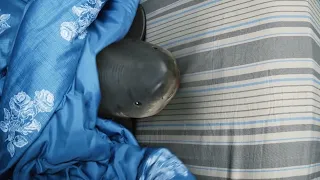 Cute baby shark hiding in blanket