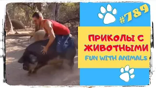 Смешные Животные  😁 Приколы с Животными 🐑 Лучшая Подборка 👍 Funny Animals  🐾 TikTok Trends 😺