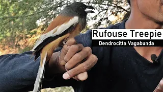 Rufous Treepie Bird |A-z Infomation| Hindi