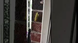 Caterpillar Attack