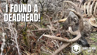 SHED HUNTING 2024: FINDING A DEADHEAD | SCOUT TO HUNT APP