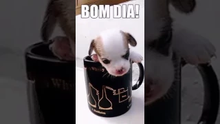 The bom dia dog