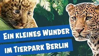 Kleiner Leopard ganz groß I Panda, Gorilla & Co.