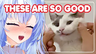 Mifuyu LOSES IT while watching these memes! | Mifuyu Reacts to Unusual Memes Compilation V237