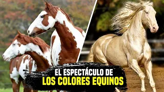 LA HISTORIA Y LOS COLORES OFICIALES DE LA RAZA DEL CUARTO DE MILLA @caballos..