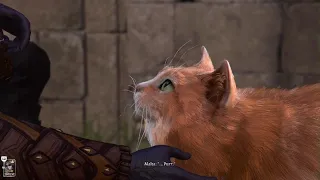 A completely normal cat in Baldur's Gate 3