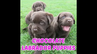 Chocolate Lab Puppies