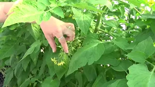 Growing Tomatoes in Greenhouse and High Tunnels