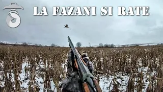 Vanatoare la fazani si rate (Pheasant and duck hunting)