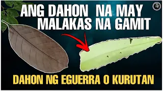 Mga Dahon na may Malakas na Bisa gaya ng Agimat at Anting Anting | Dahon ng San Miguel | Bhes Tv