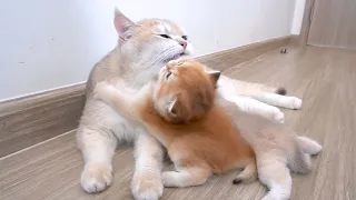 The love that the mother cat has for her kitten is remarkably powerful and profound.