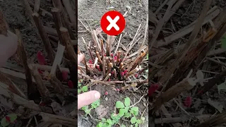 NEVER DO THIS WITH PEONIES IN THE SPRING, OTHERWISE THEY WILL NOT BLOOM