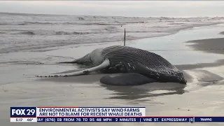 'No evidence' offshore wind killing whales in New Jersey and New York, groups say