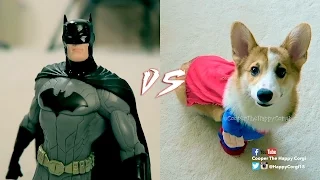 Batman v Superman - The Real Corgi Story