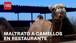 Denuncian maltrato a camellos en restaurante de Jalisco - Las Noticias
