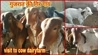 Pure breed gir cow from gujarat गुजरात की गिर गाय 90 cows dairyfarm . a day tour.. cow milking