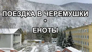 Еноты. Деревня Сизая. Поездка в Черемушки Хакасия. Изербель. Форелевое. Тортуга. Обрыв проводов