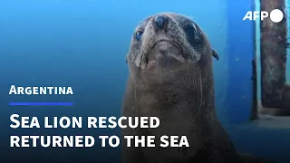Sea lion rescued in Argentina is returned to the sea | AFP