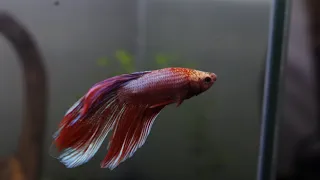 Top Fin Retreat 5 Gallon Betta Tank Setup!