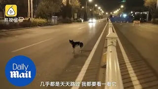 Mourning dog waits in the road for 80 days where its owner died