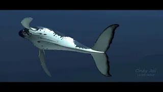 Humpback whale animation test.