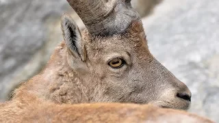 Caccia allo stambecco – caccia in montagna - Alpi - Capra Ibex trofeo grande