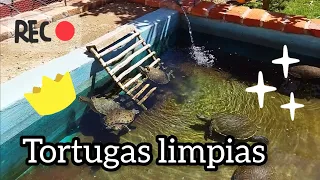 Día de limpieza del estanque de las tortugas.🐢🙂🌵