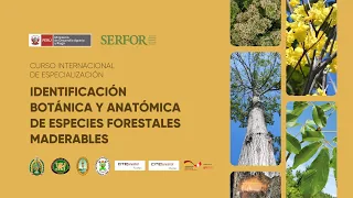 🔴Curso internacional “Identificación botánica y anatómica de especies forestales” - Módulo II