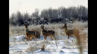 Лось и Сибирские косули.  Elk and Siberian roe deer. Elche und sibirische Rehe.