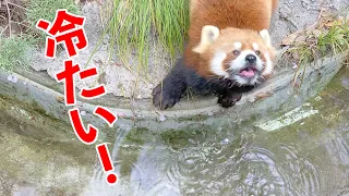 入場無料【野毛山動物園】レッサーパンダのイチゴちゃん♪お水冷たいのかい？