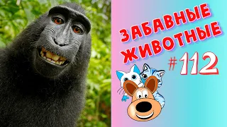 Приколы с Животными #112 / Смешные Животные 2020 / Приколы / Приколы про Животных / Лучшие Приколы