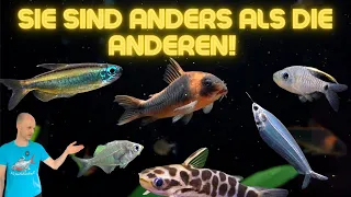 Die schönsten und interessantesten Aquarienfische aus unserer Anlage - Teil 1 | Block 8-9