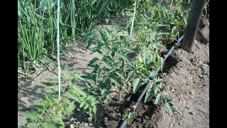 Tomatoes - care after transplanting in the garden