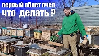 Пчеловодство Первый облет пчел весной что делать? Весенняя ревизия пчел