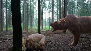 The Most NOTORIOUS Bear Attack In Alaskan History