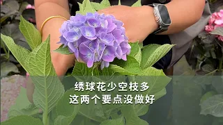 繡球華少空枝多，這兩個要點沒做好