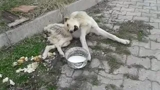 He Cried Miserably On The Streets For Days But No One Stopped To Help Him