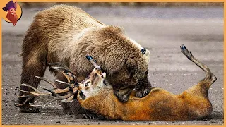 15 Brutale Momente, Wenn Bären Gnadenlos Jagen