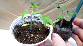 Garden Update: Why I'm Transplanting Seedlings From Peat Pellets.