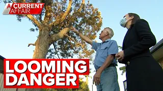 Falling branches have neighbours on edge | A Current Affair