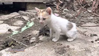 Watching animals, kitty playing, kitties watching, cats for baby, mèo con chơi, vật nuôi trong nhà