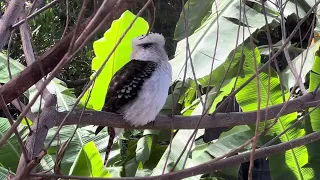 Kookaburra Spotting-1