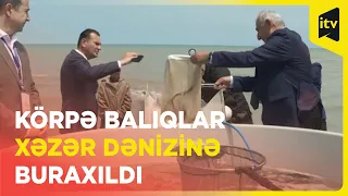 Xəzər dənizinə 50 min nərə cinsli balıq buraxılıb