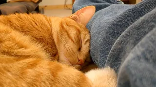 Sleeping cat reacts to dad's voice with the cutest sound