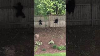 Bears on the fence