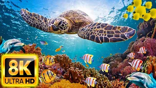 The Ocean 8K Video- Sea Animals for Relaxation, Beautiful Coral Reef Fish in Aquarium