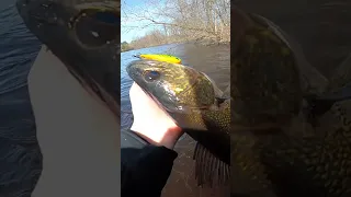 Spring Walleye Fishing From Shore